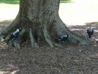 Magpies in the Park