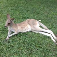 Lounging Roo
