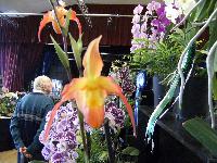 Orchid show exhibit